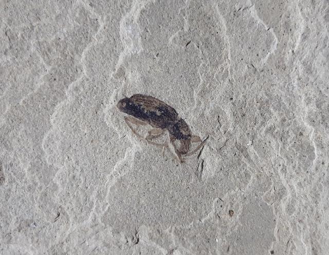 Curculionidae sp. LATREILLE 1802 (Rsselkfer) - Bild © FossNet FossilienStore